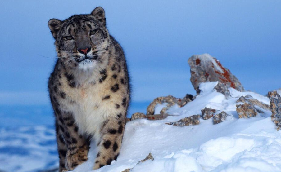 The Importance of Protecting Endangered Species